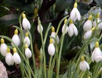 Nice big white flowers